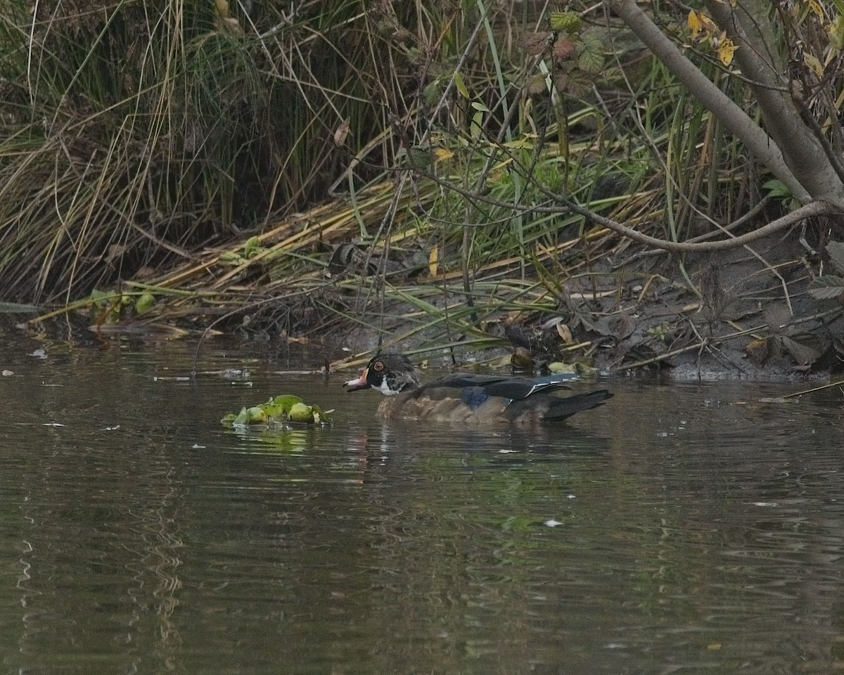 Wood Duck - ML628484846