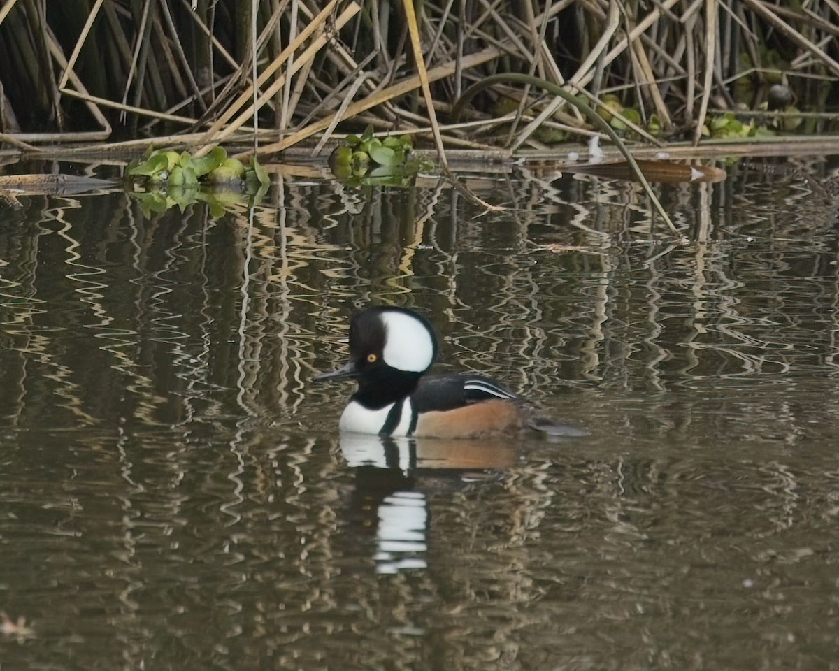 Hooded Merganser - ML628484862