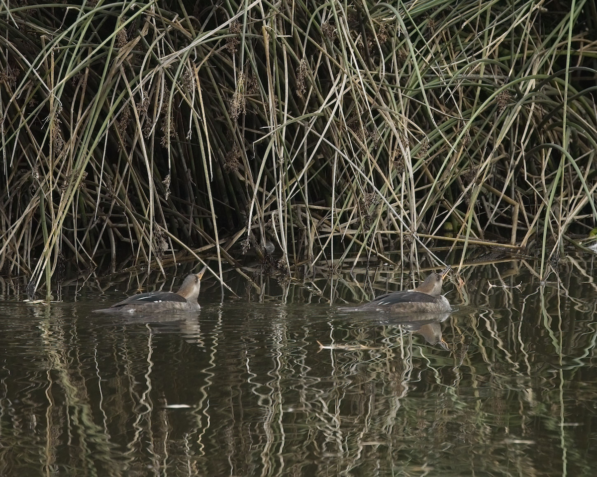 Hooded Merganser - ML628484863