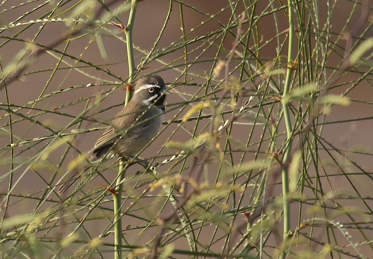 Black-throated Sparrow - ML628484886