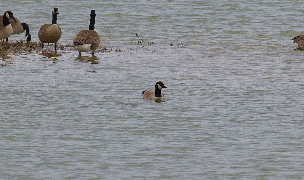 Cackling Goose - ML628485019