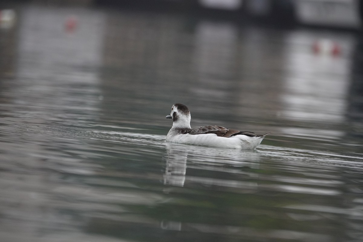 Long-tailed Duck - ML628485055