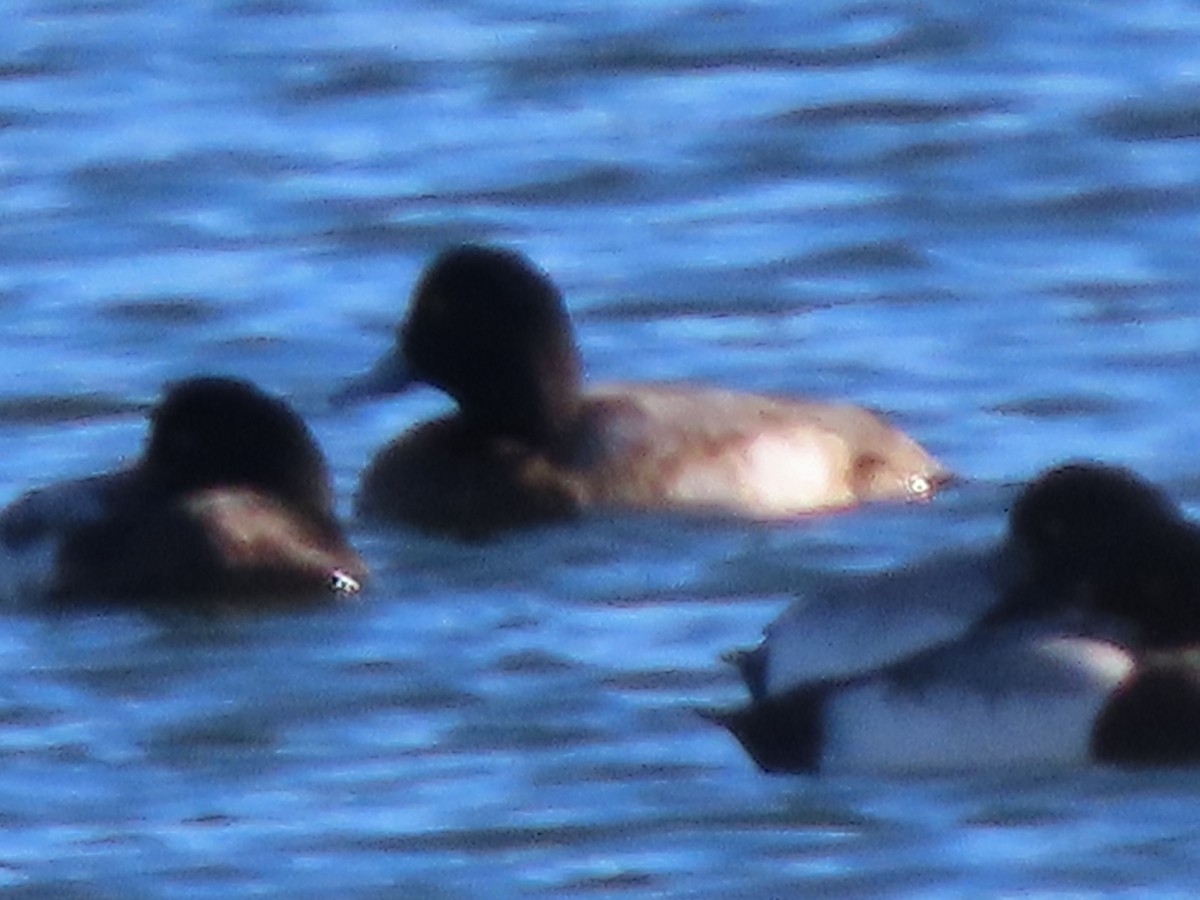 Lesser Scaup - ML628485136