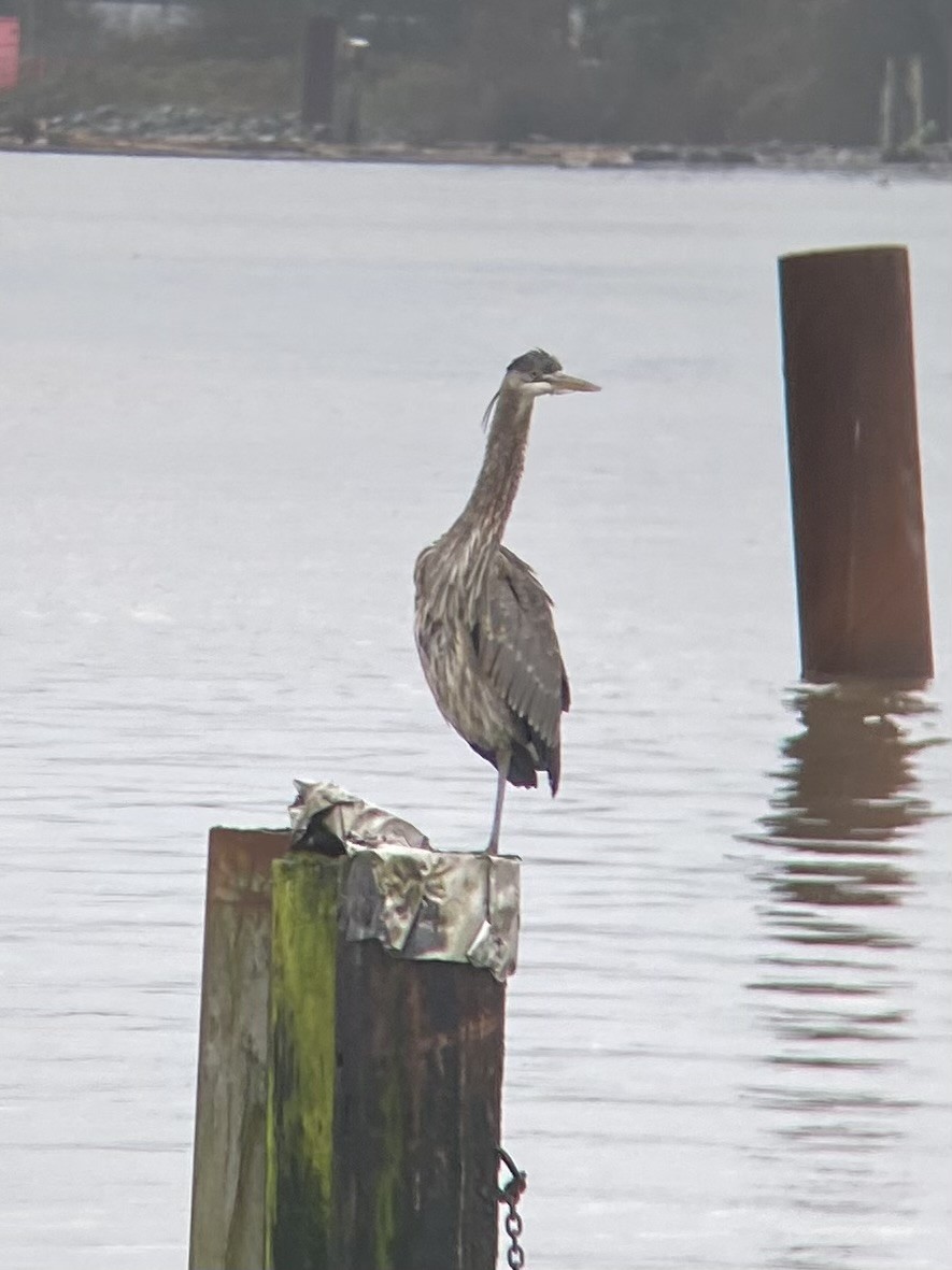 Great Blue Heron - ML628485200