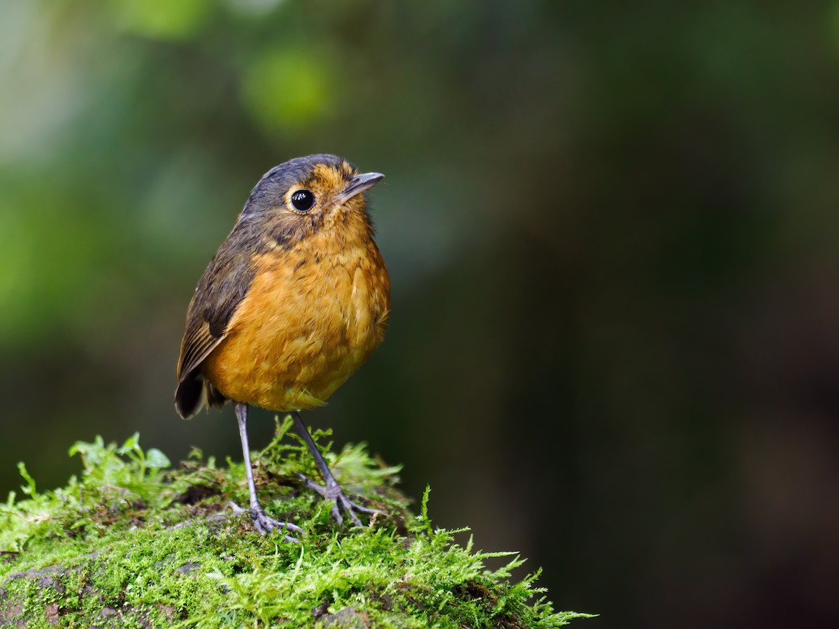 Slate-crowned Antpitta (Slate-crowned) - ML628485288
