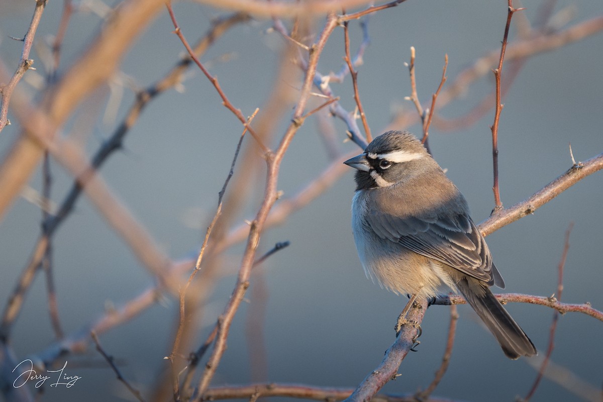 Black-throated Sparrow - ML628485385