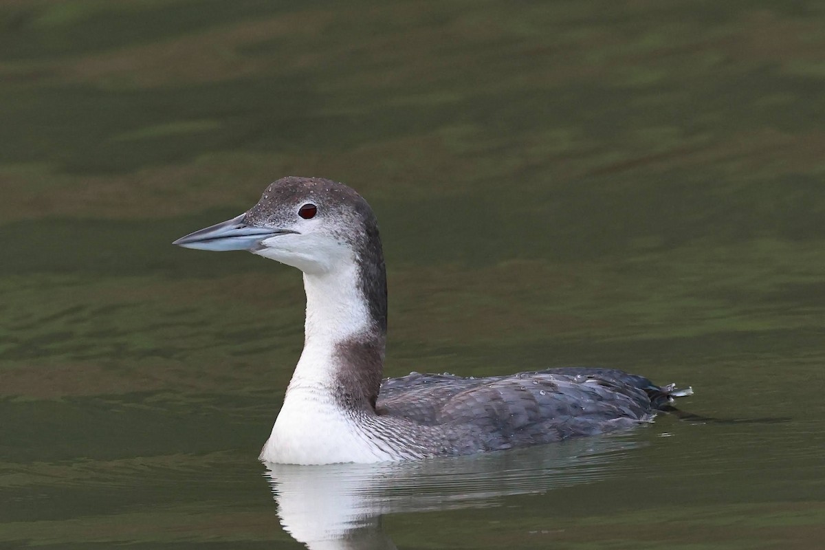 Common Loon - ML628485408