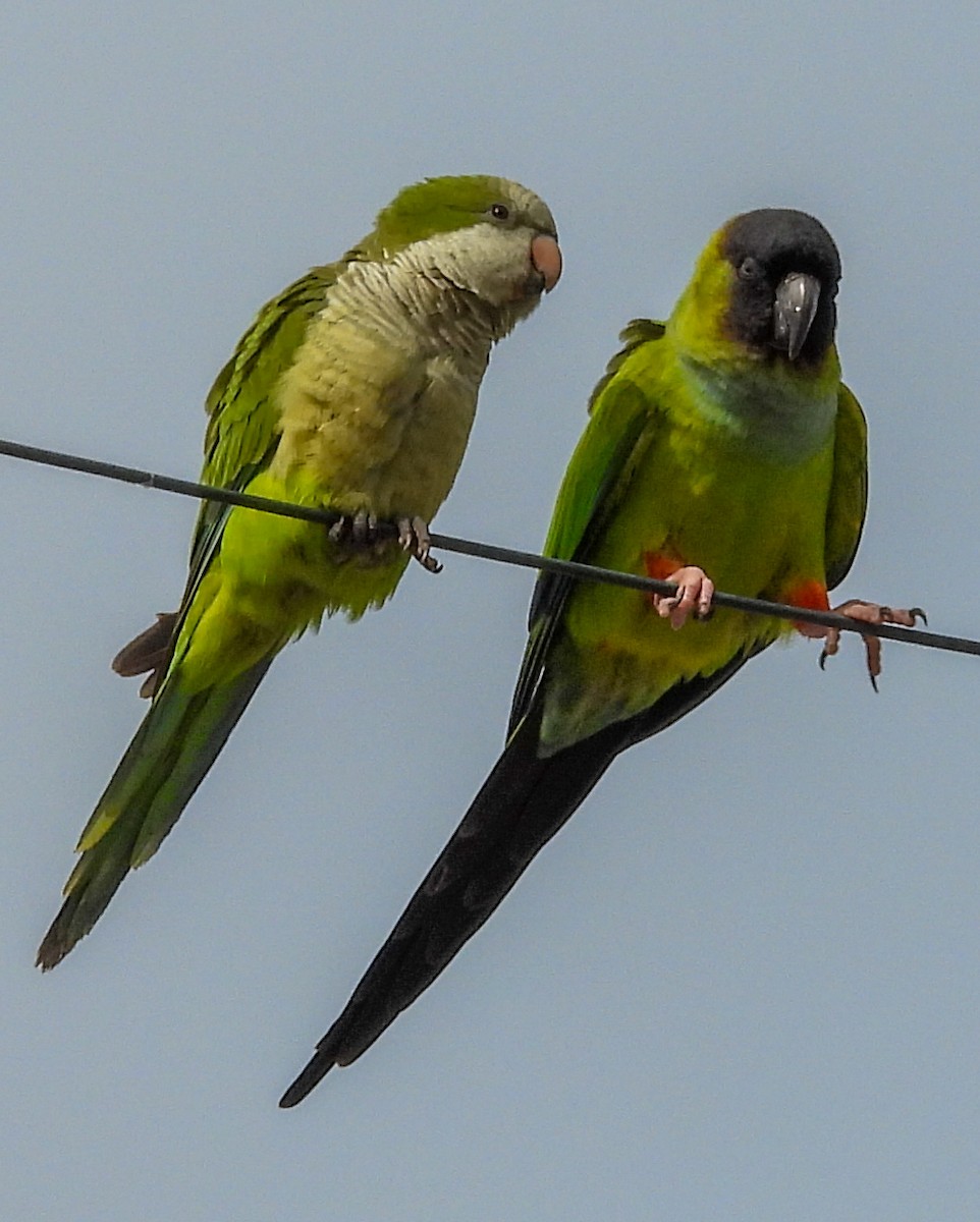 Nanday Parakeet - ML628485512