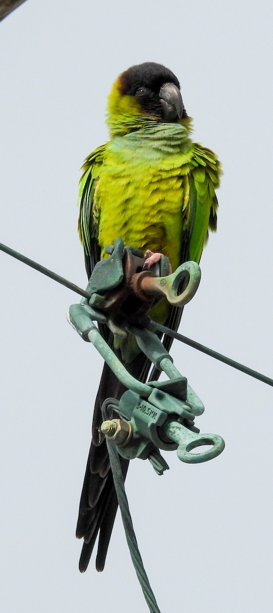 Nanday Parakeet - ML628485513