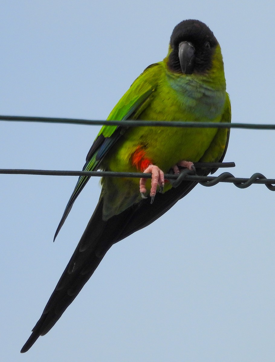 Nanday Parakeet - ML628485515