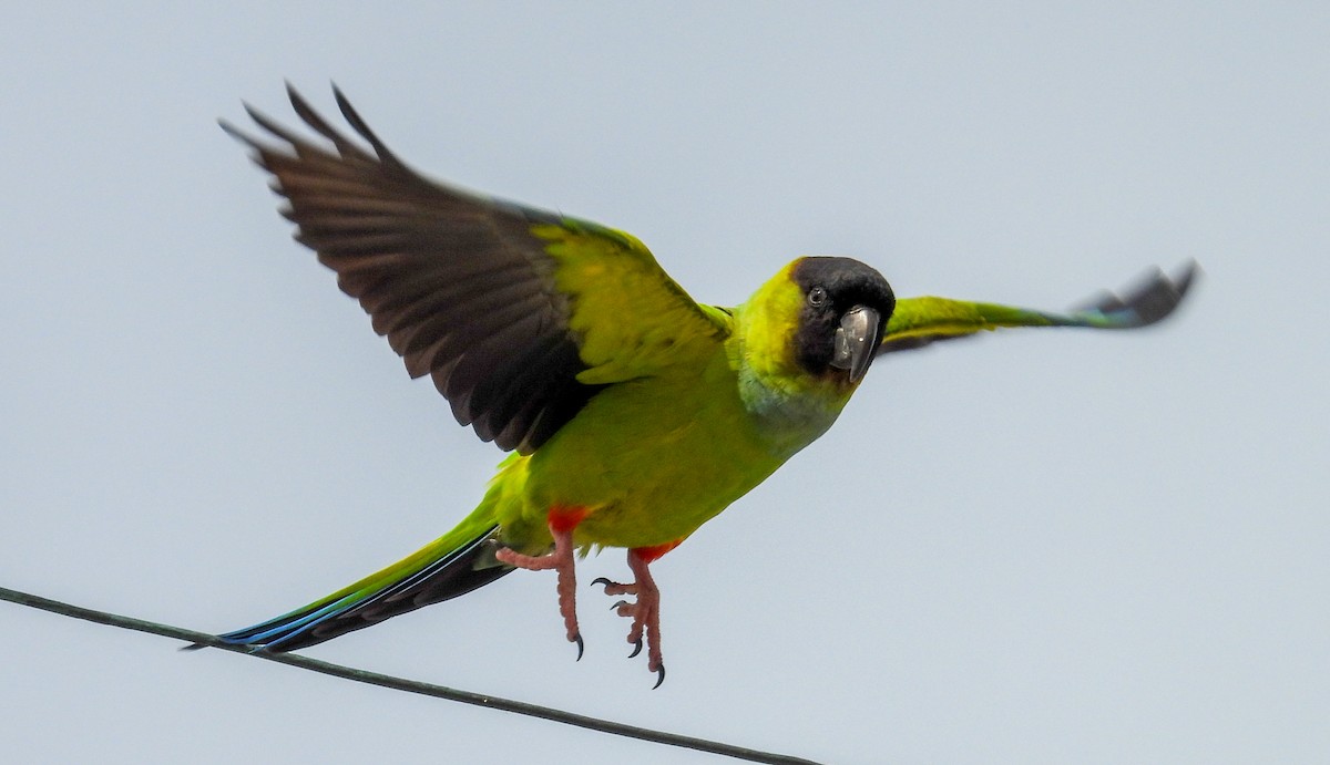 Nanday Parakeet - ML628485516