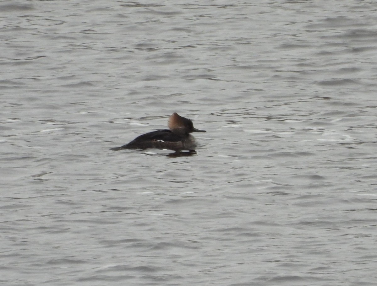 Hooded Merganser - Eric Wilmot