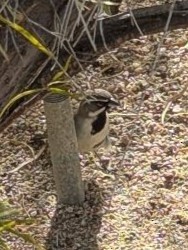 Black-throated Sparrow - ML628485738