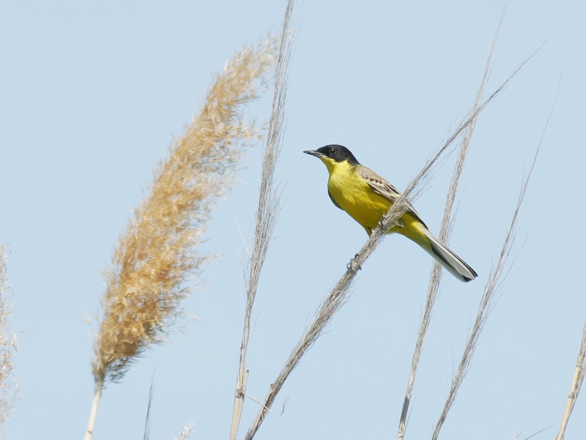 Western Yellow Wagtail (feldegg) - ML628485778