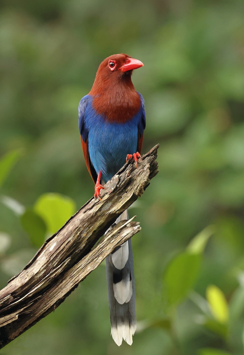 Sri Lanka Blue-Magpie - ML628485791