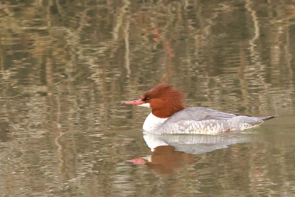 Common Merganser - ML628485833
