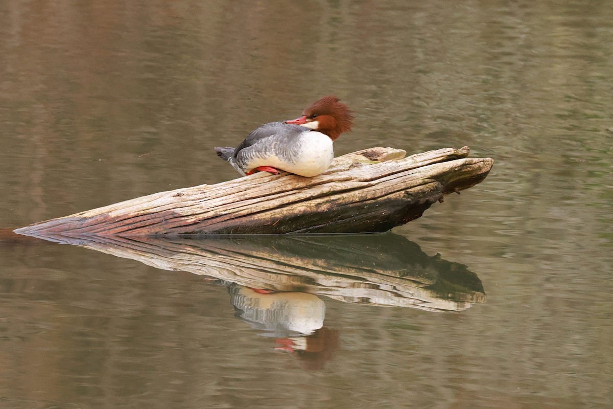 Common Merganser - ML628485839