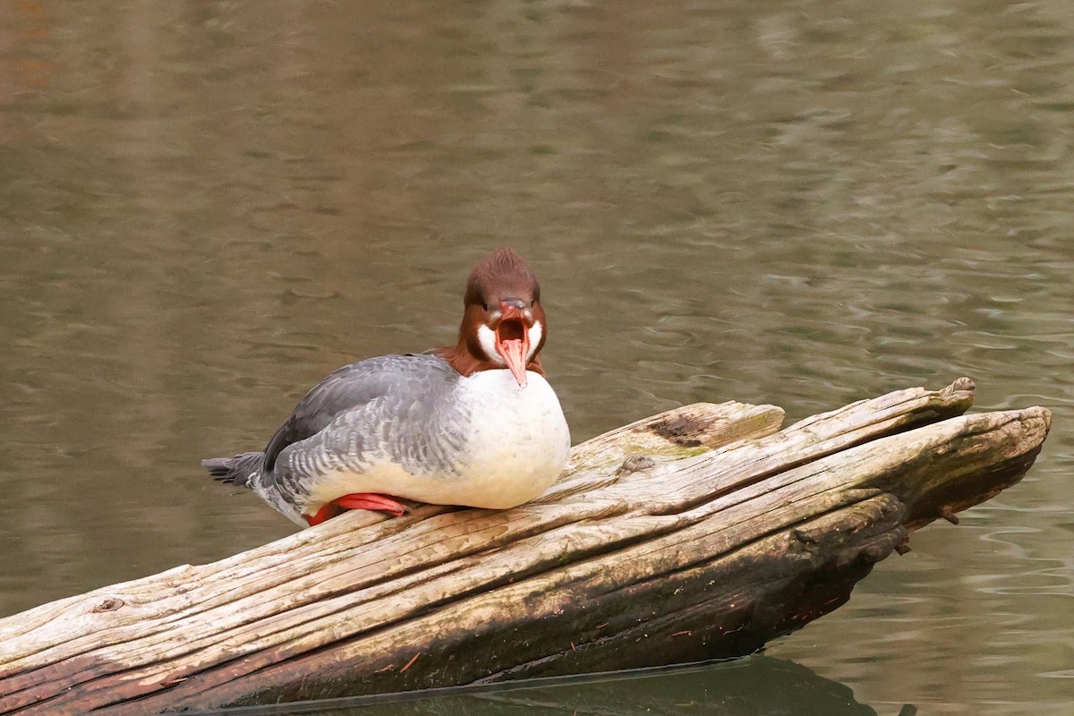 Common Merganser - ML628485853