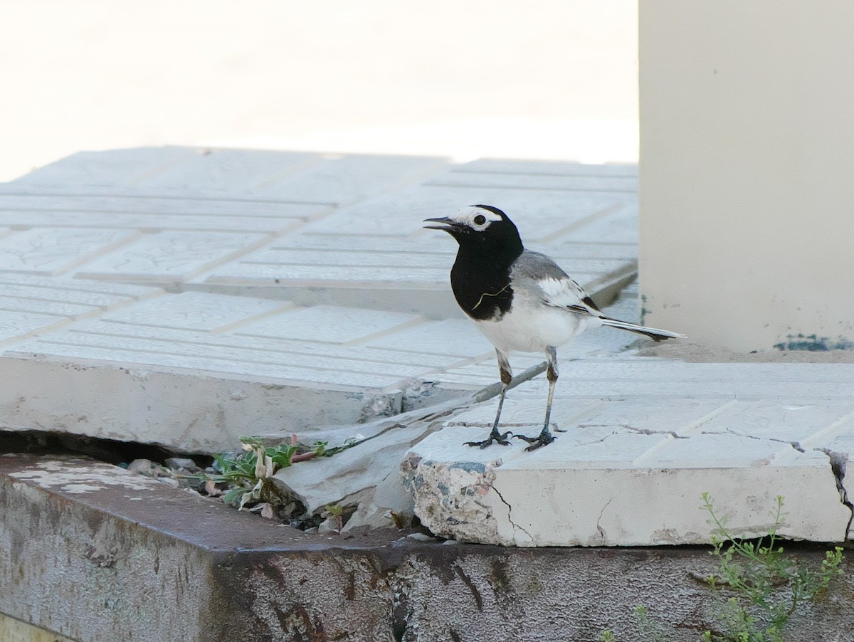 White Wagtail (Masked) - ML628485887