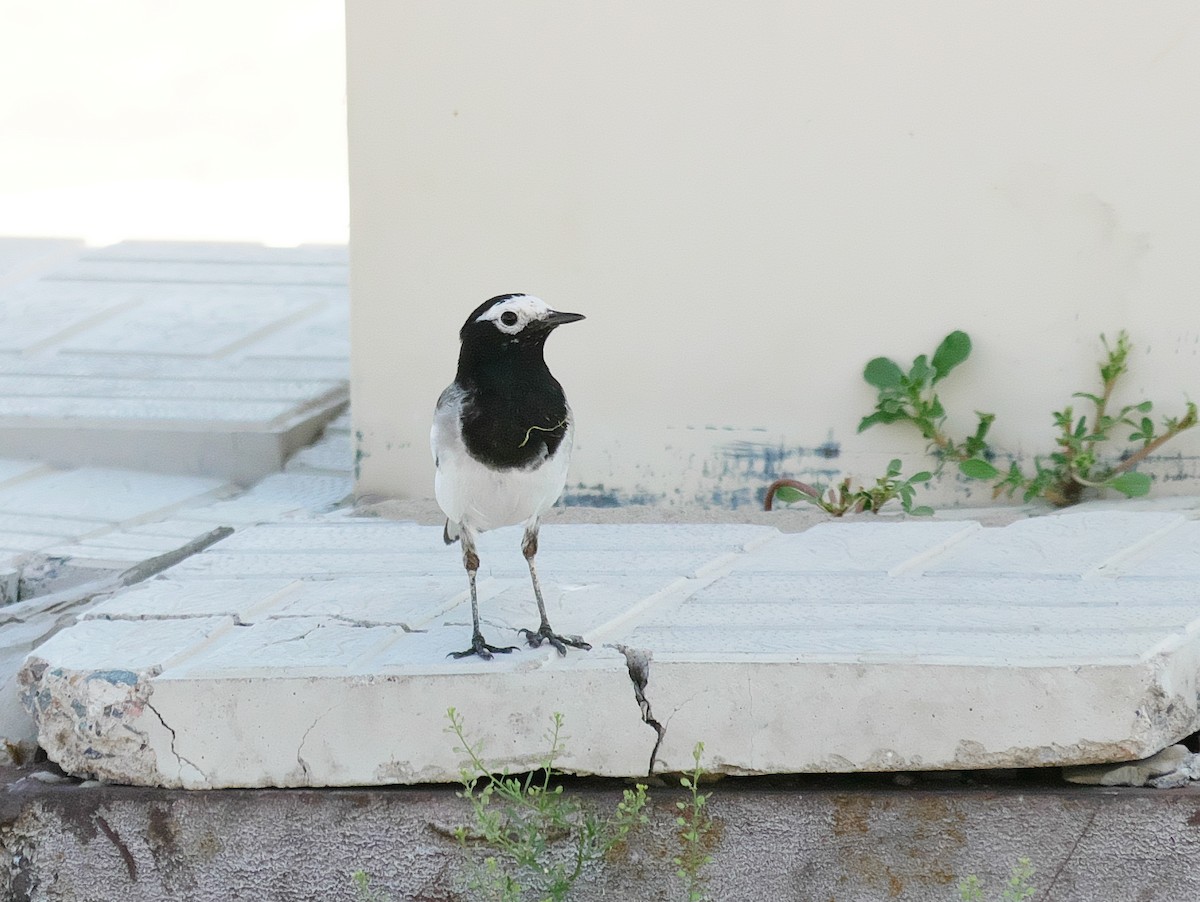 White Wagtail (Masked) - ML628485888