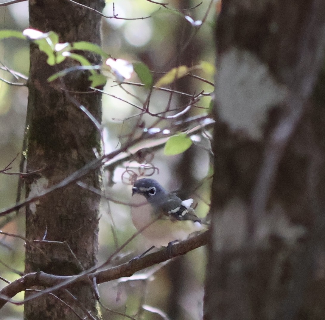 Blue-headed Vireo - ML628485938