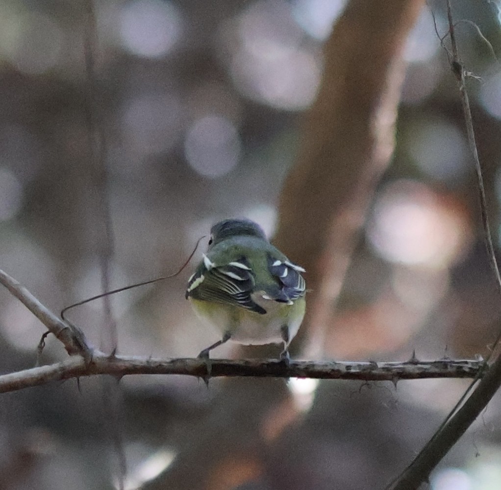 Blue-headed Vireo - ML628485939
