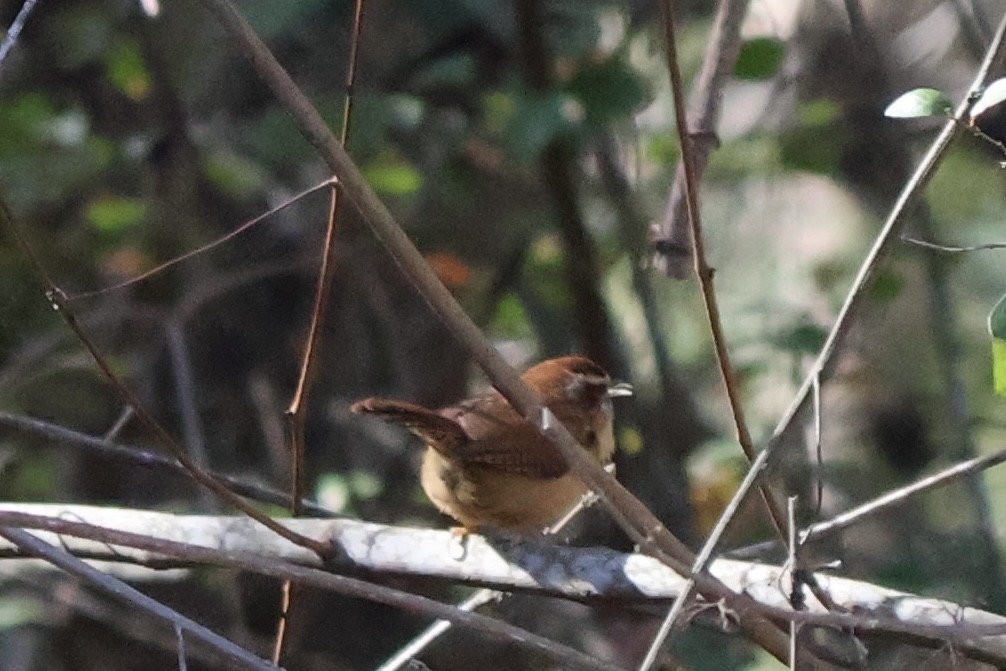 Carolina Wren - ML628485975