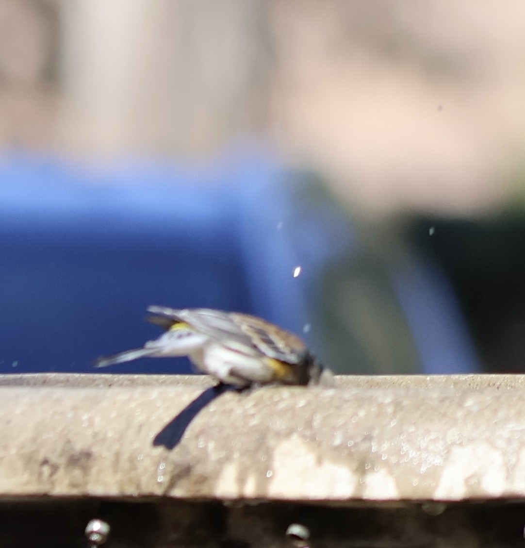Yellow-rumped Warbler - ML628486008