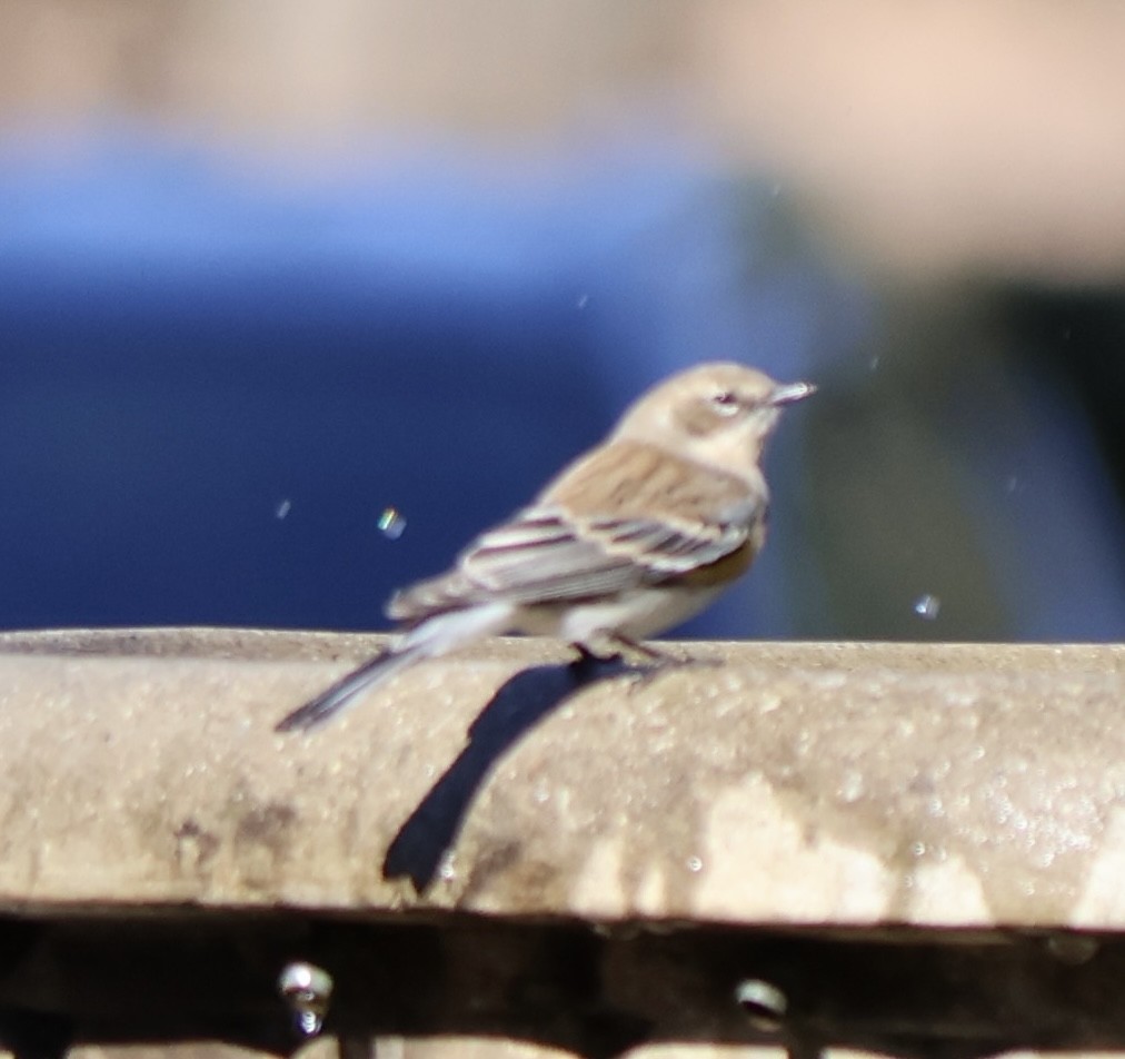 Yellow-rumped Warbler - ML628486009
