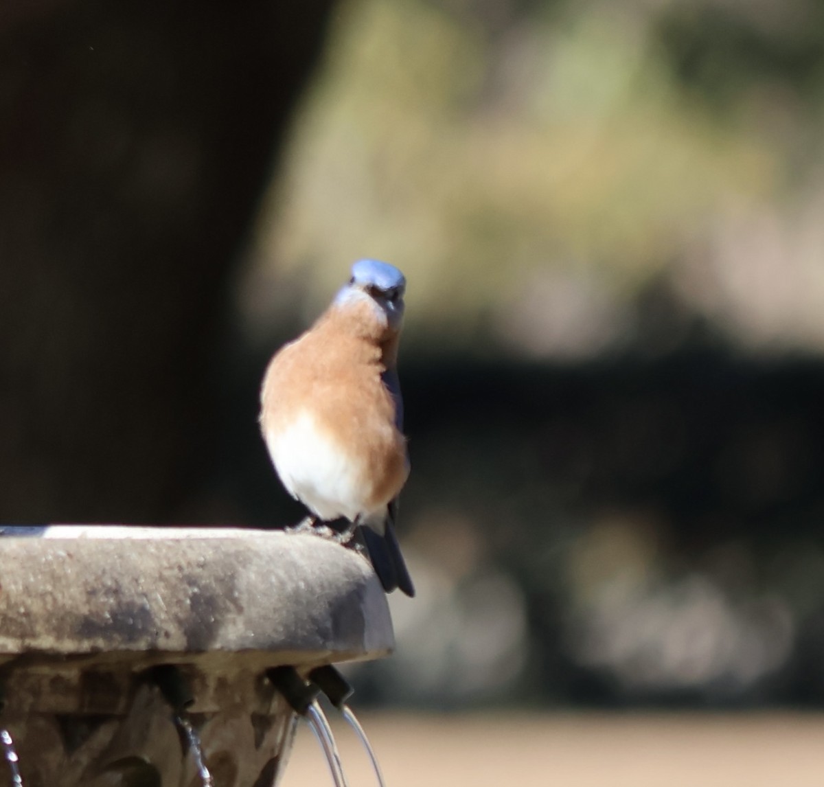 Eastern Bluebird - ML628486026