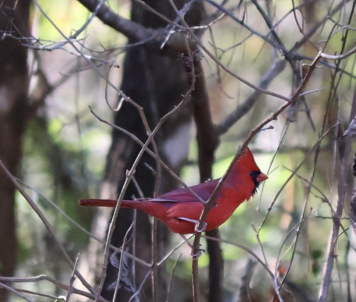 Northern Cardinal - ML628486035