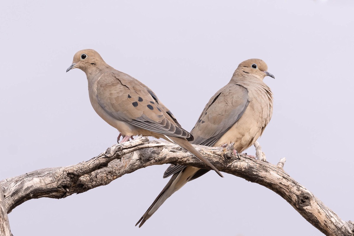 Mourning Dove - ML628486074