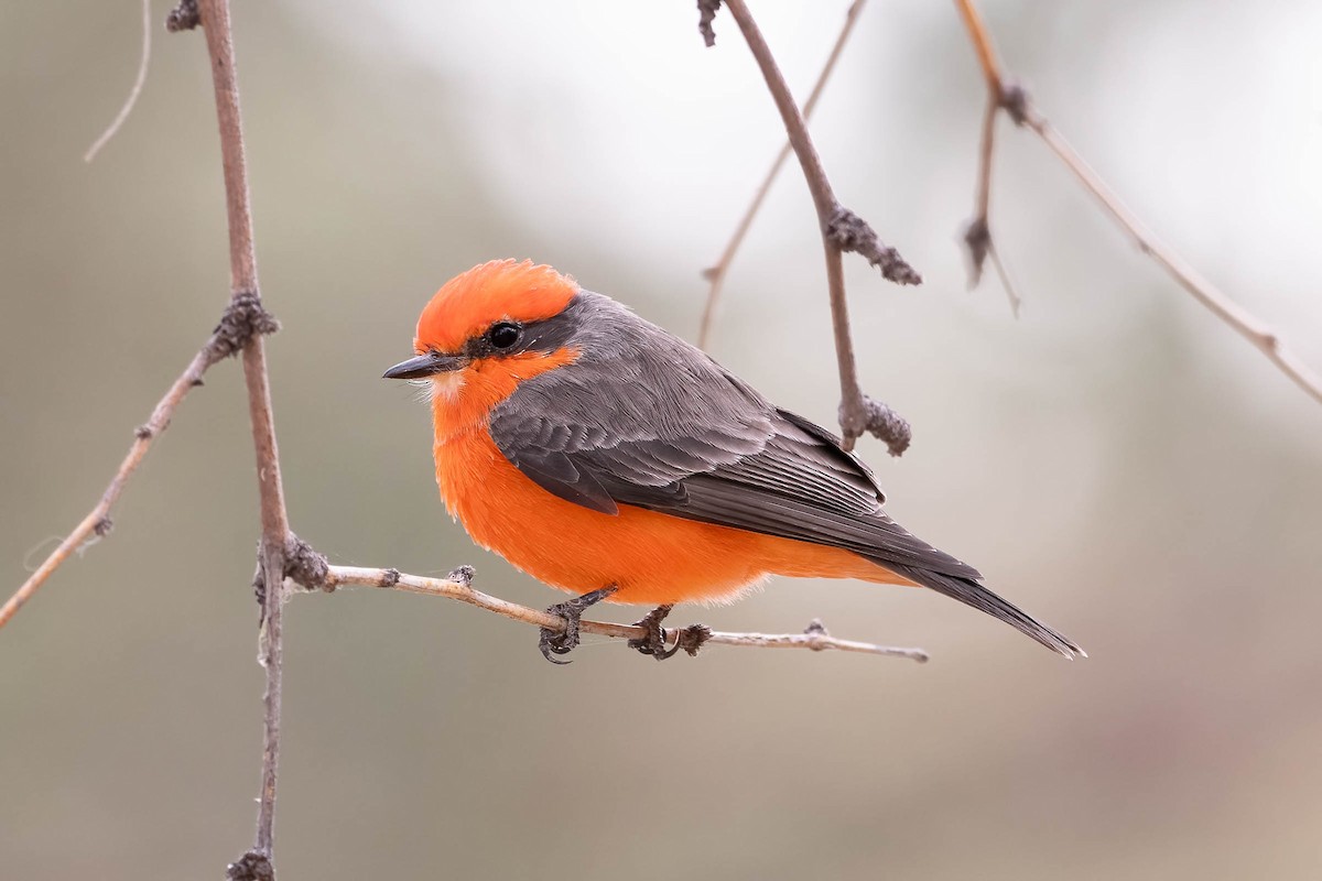 Vermilion Flycatcher - ML628486083