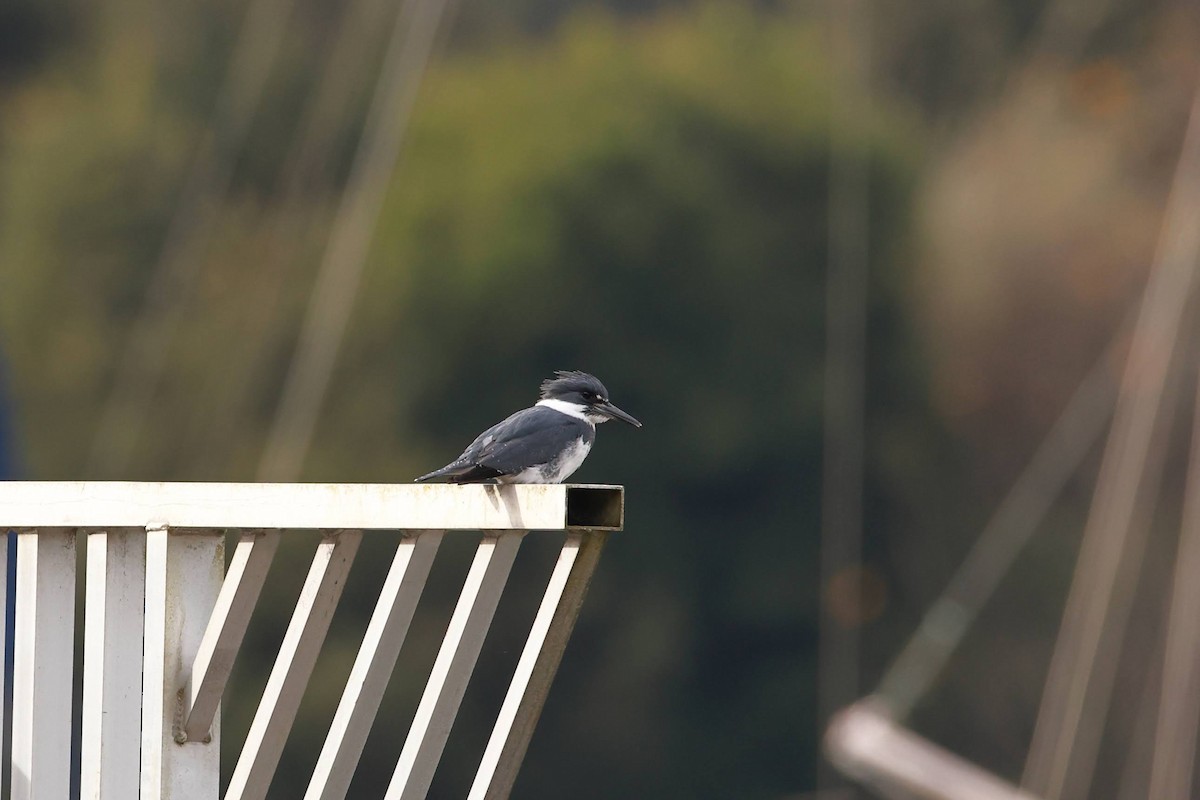 Belted Kingfisher - ML628486133