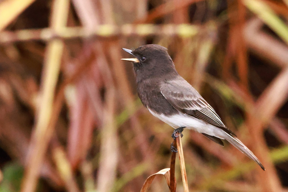 Black Phoebe - ML628486188