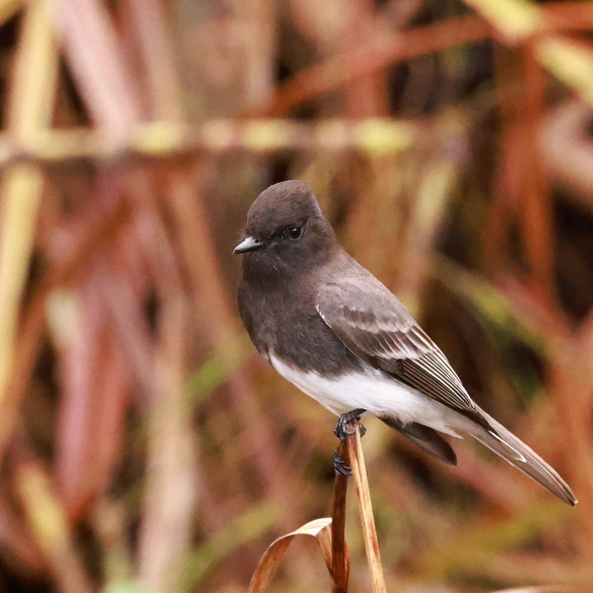 Black Phoebe - ML628486196