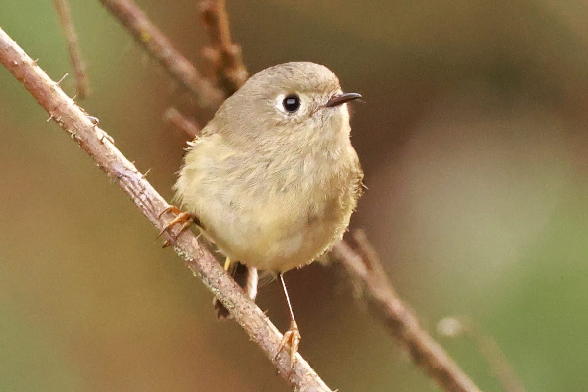 Ruby-crowned Kinglet - ML628486259