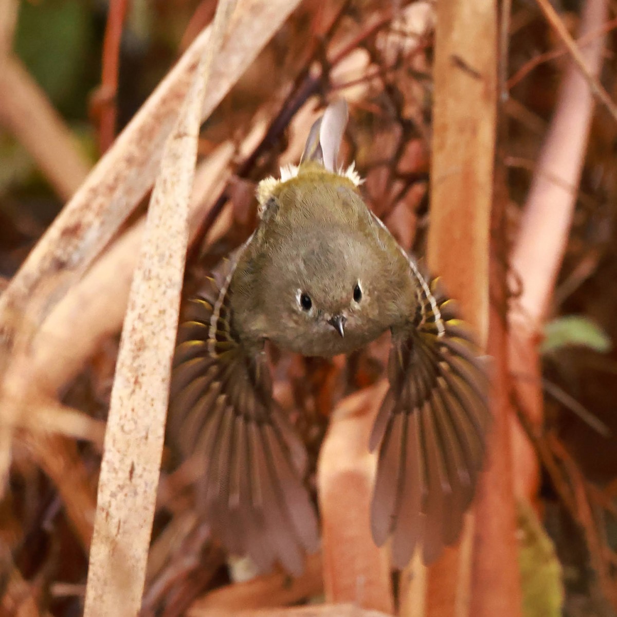 Ruby-crowned Kinglet - ML628486284
