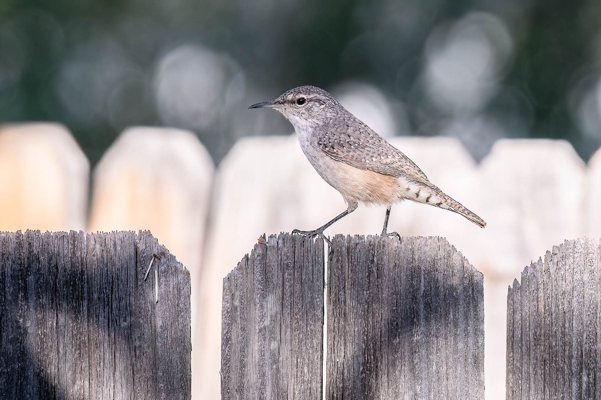 Rock Wren - ML628486914