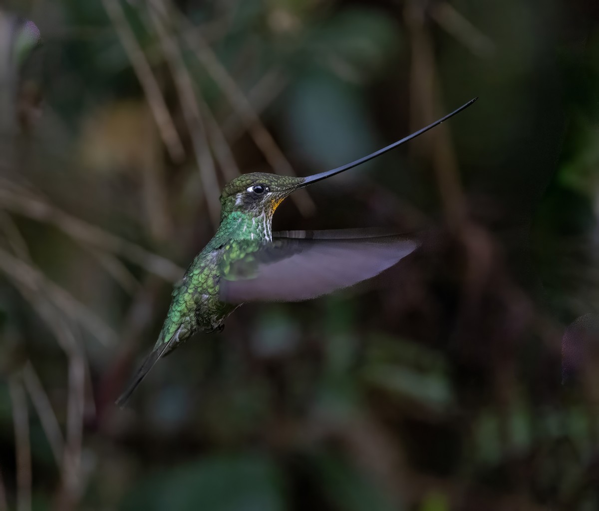 Sword-billed Hummingbird - ML628486973