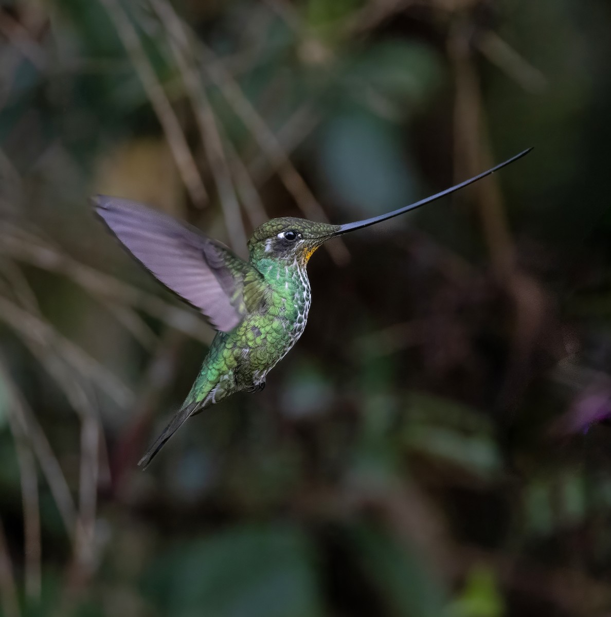 Sword-billed Hummingbird - ML628486975