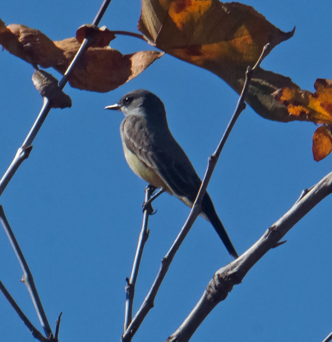 Cassin's Kingbird - ML628487212
