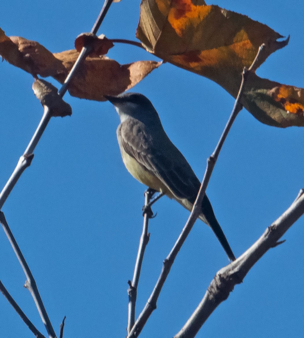 Cassin's Kingbird - ML628487213