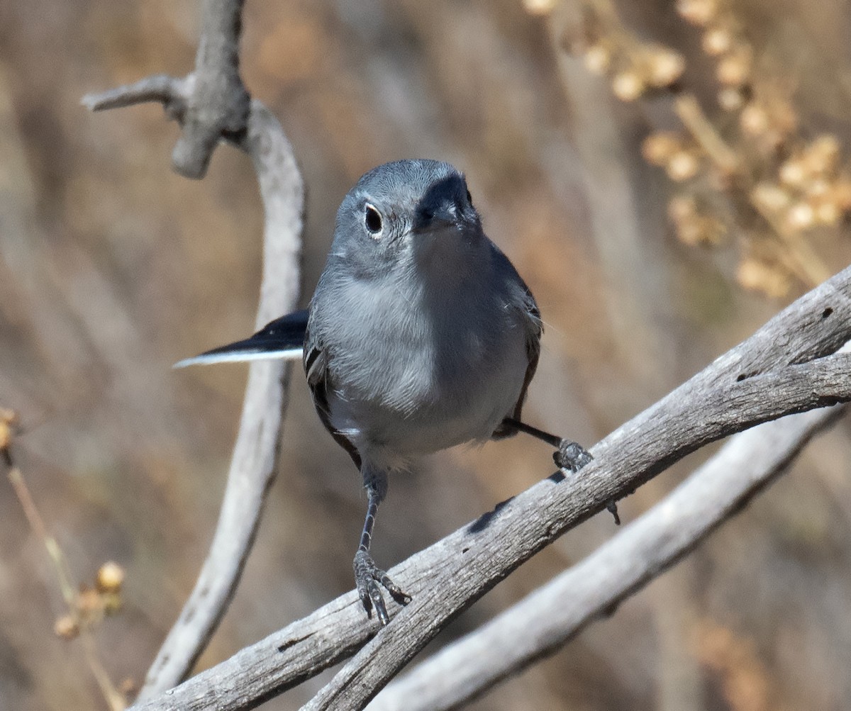 Blue-gray Gnatcatcher - ML628487226