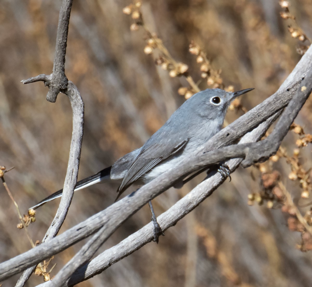 Blue-gray Gnatcatcher - ML628487227