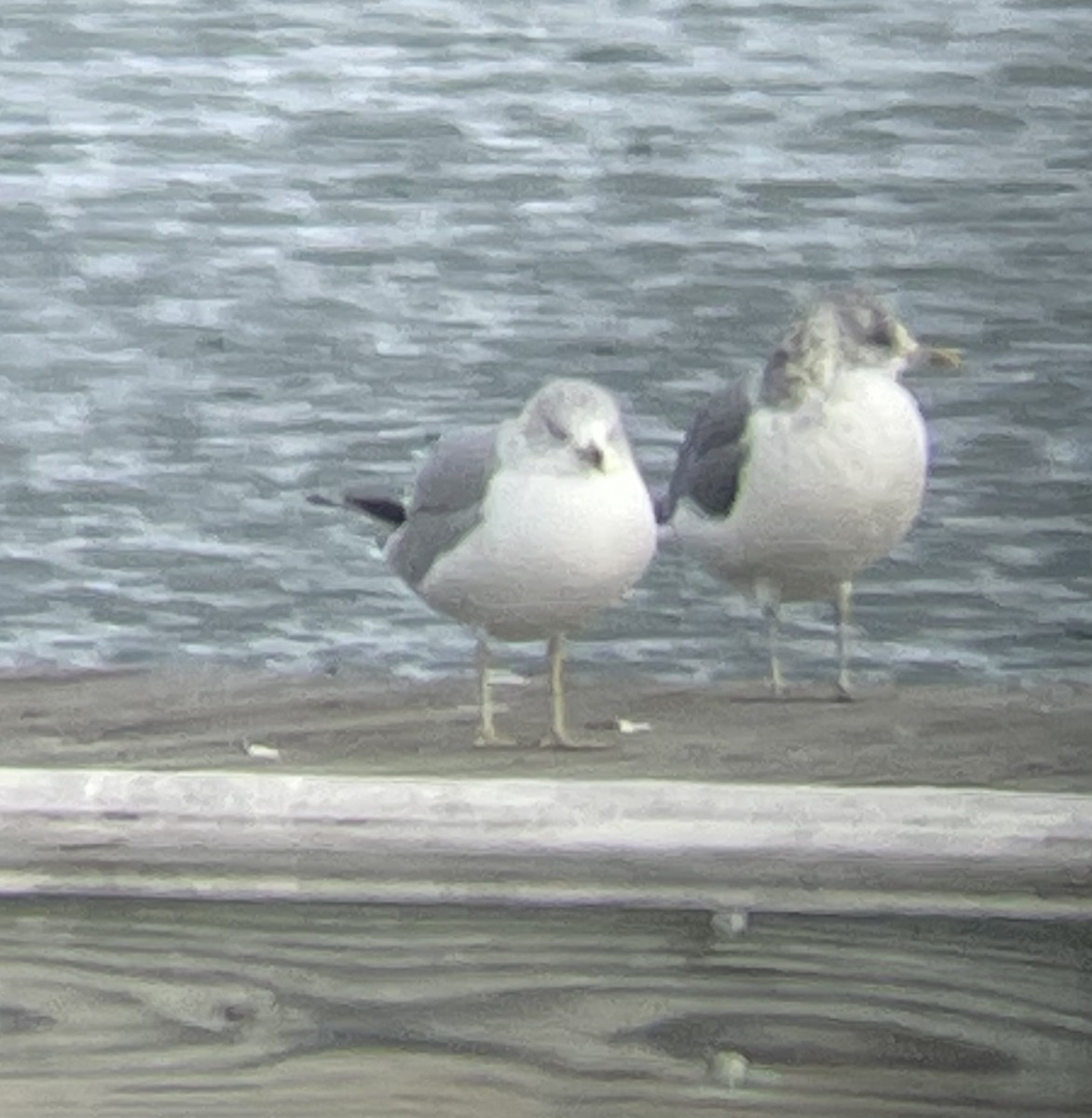 Common Gull (Kamchatka) - ML628487357