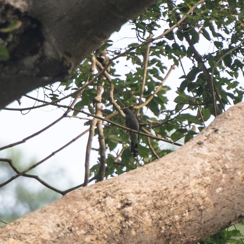 Black-winged Cuckooshrike - ML628487364