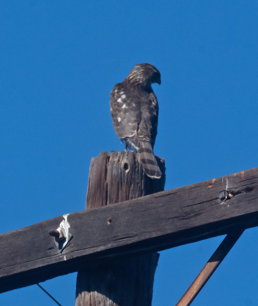 Cooper's Hawk - ML628487380