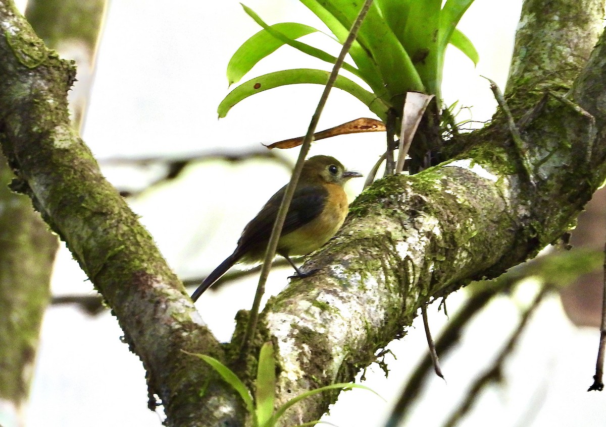 Sulphur-rumped Flycatcher - ML628487403