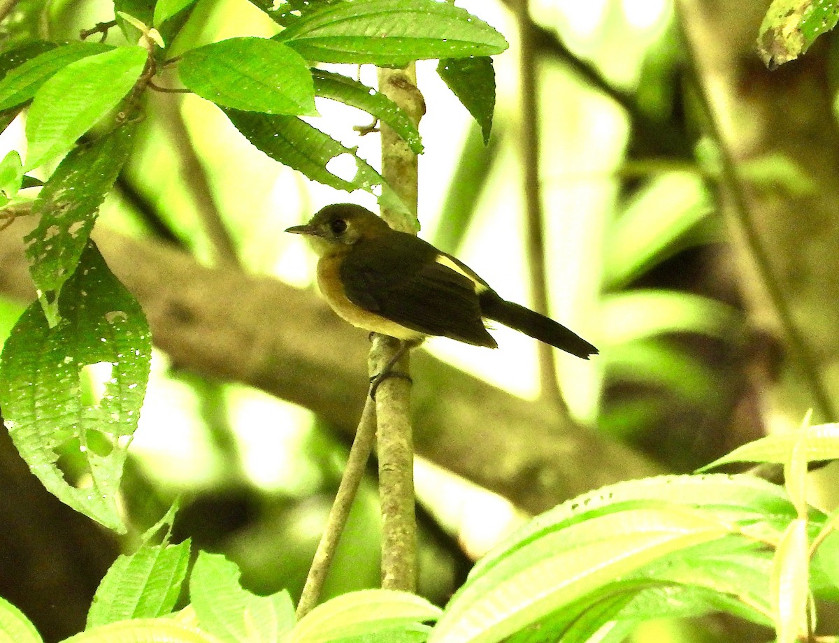 Sulphur-rumped Flycatcher - ML628487404